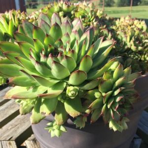 Meet your Posher, Terri